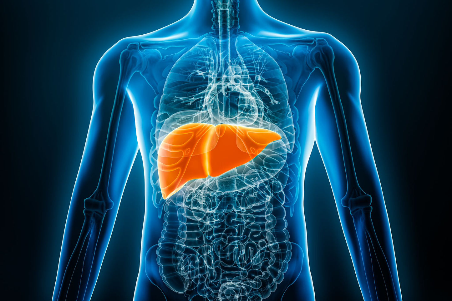 FibroScan® Liver Health Scan (1 Scan)